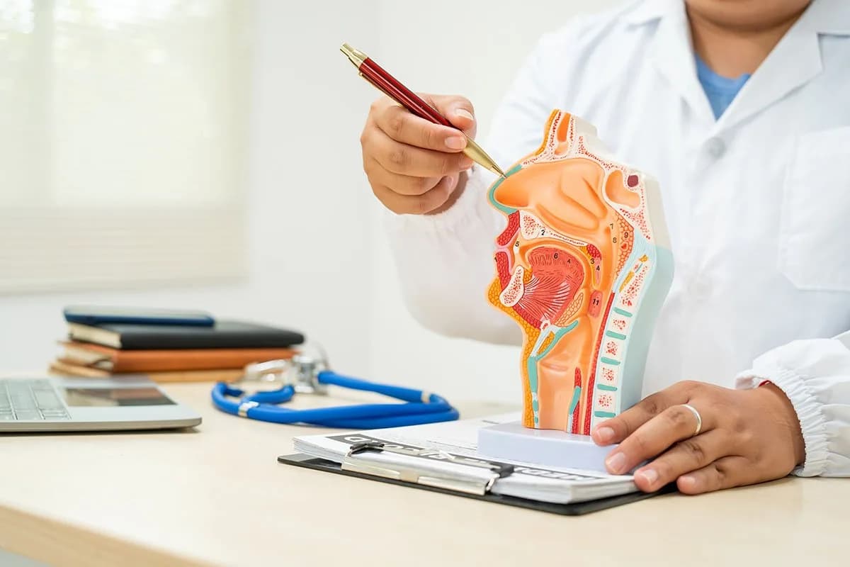 Doctor explaining airway anatomy model